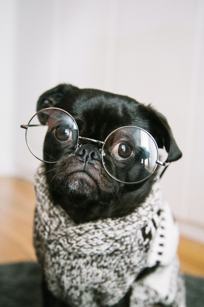 Trabaja en secretaría. perro pequeño con gafas y jersey