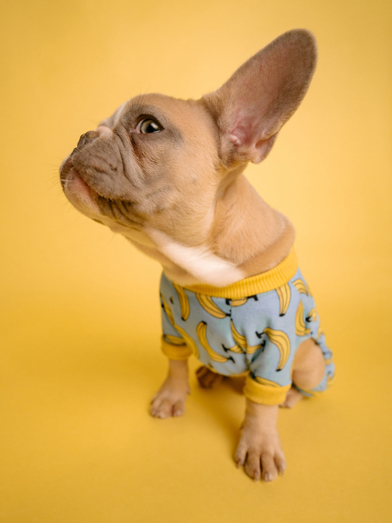 Perro pequeño con pijama