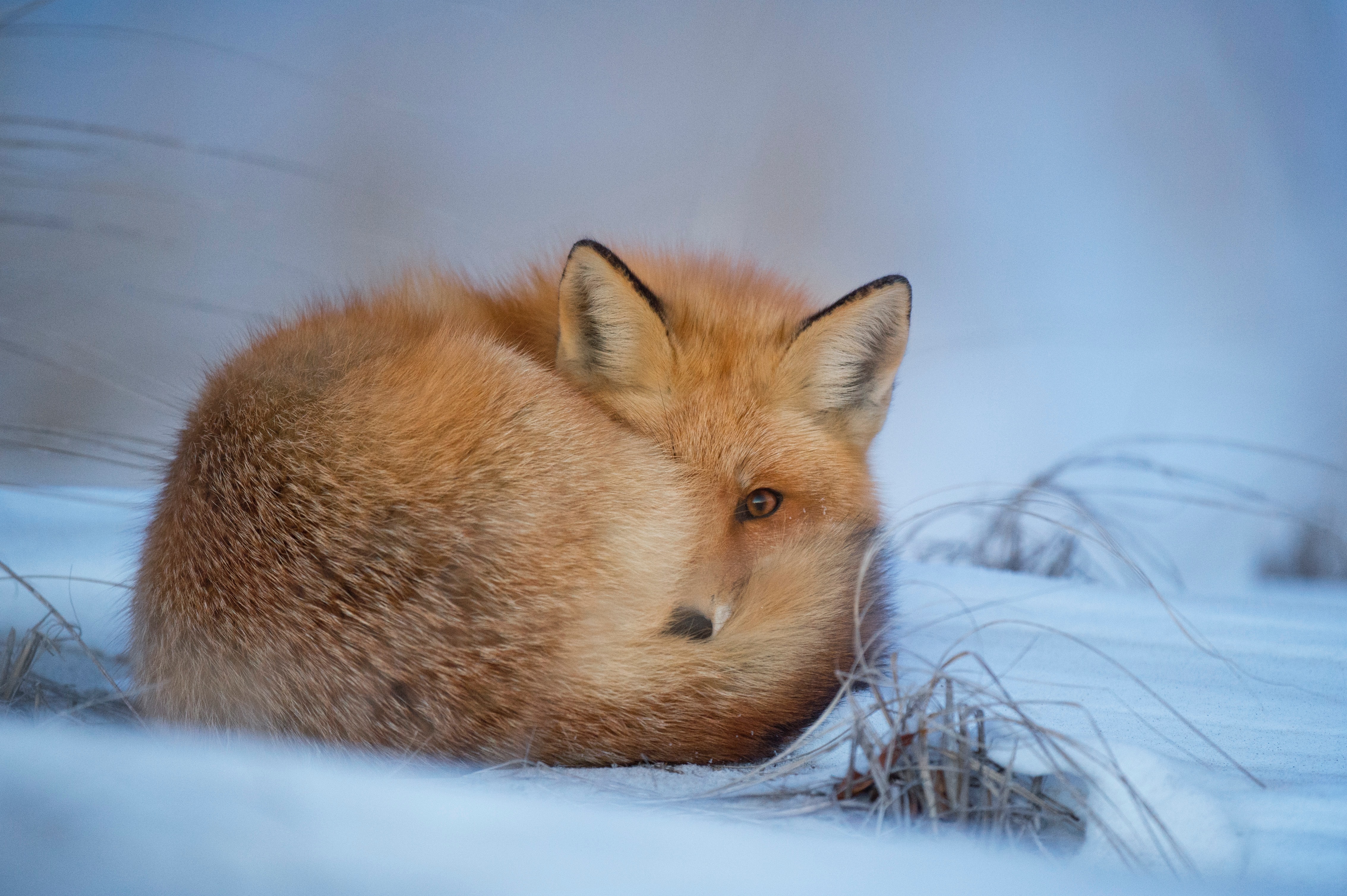 FOX IN THE SNOW